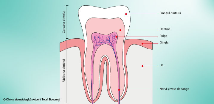 Anatomia dintelui