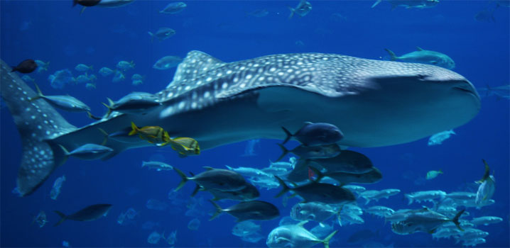 rechinul-balena